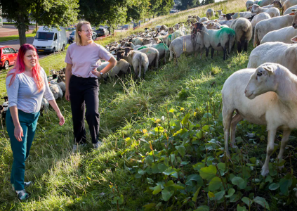 Hollands Wol Collectief